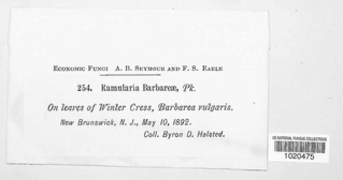 Ramularia barbareae image